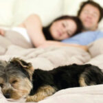 Dormir-con-nuestras-mascotas-Que-dicen-los-profesionales