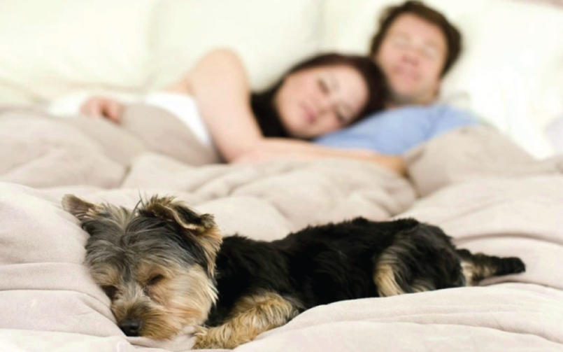 Dormir-con-nuestras-mascotas-Que-dicen-los-profesionales